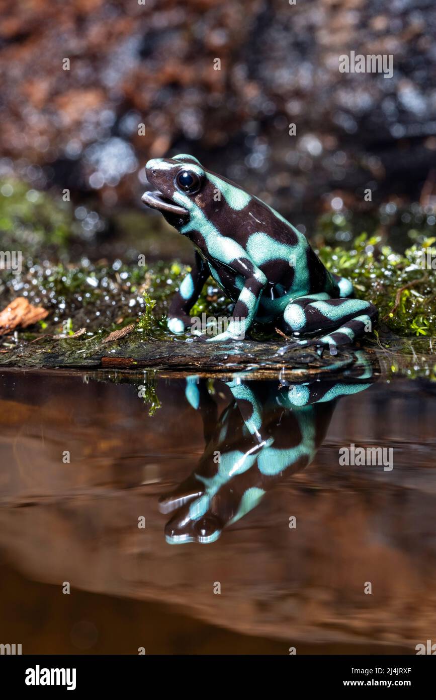 Grenouille verte et noire (Dendrobates auratus) - Eco-Lodge la Laguna del Lagarto, Boca Tapada, Costa Rica [espèce contrôlée] Banque D'Images
