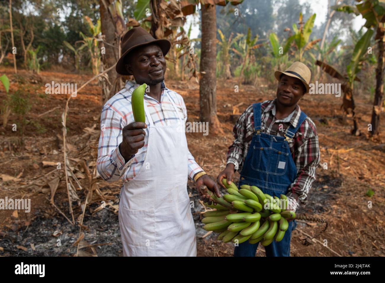 Deux agriculteurs africains dans la plantation de bananes plantain, l'agriculteur tient un bouquet de bananes en main Banque D'Images