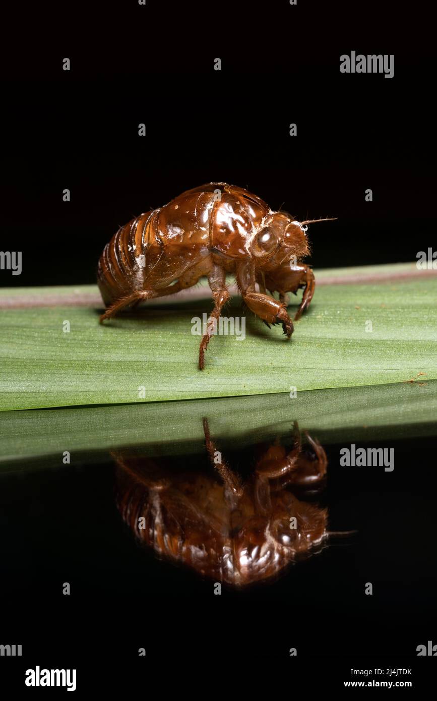 Gros plan de l'exosquelette cicada - Eco-Lodge la Laguna del Lagarto, Boca Tapada, Costa Rica Banque D'Images