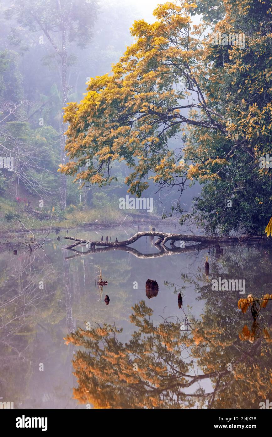 Paysage de lagune brumeux le matin à la Laguna del Lagarto Eco-Lodge, Boca Tapada, Costa Rica [filtre de couleur amélioré] Banque D'Images