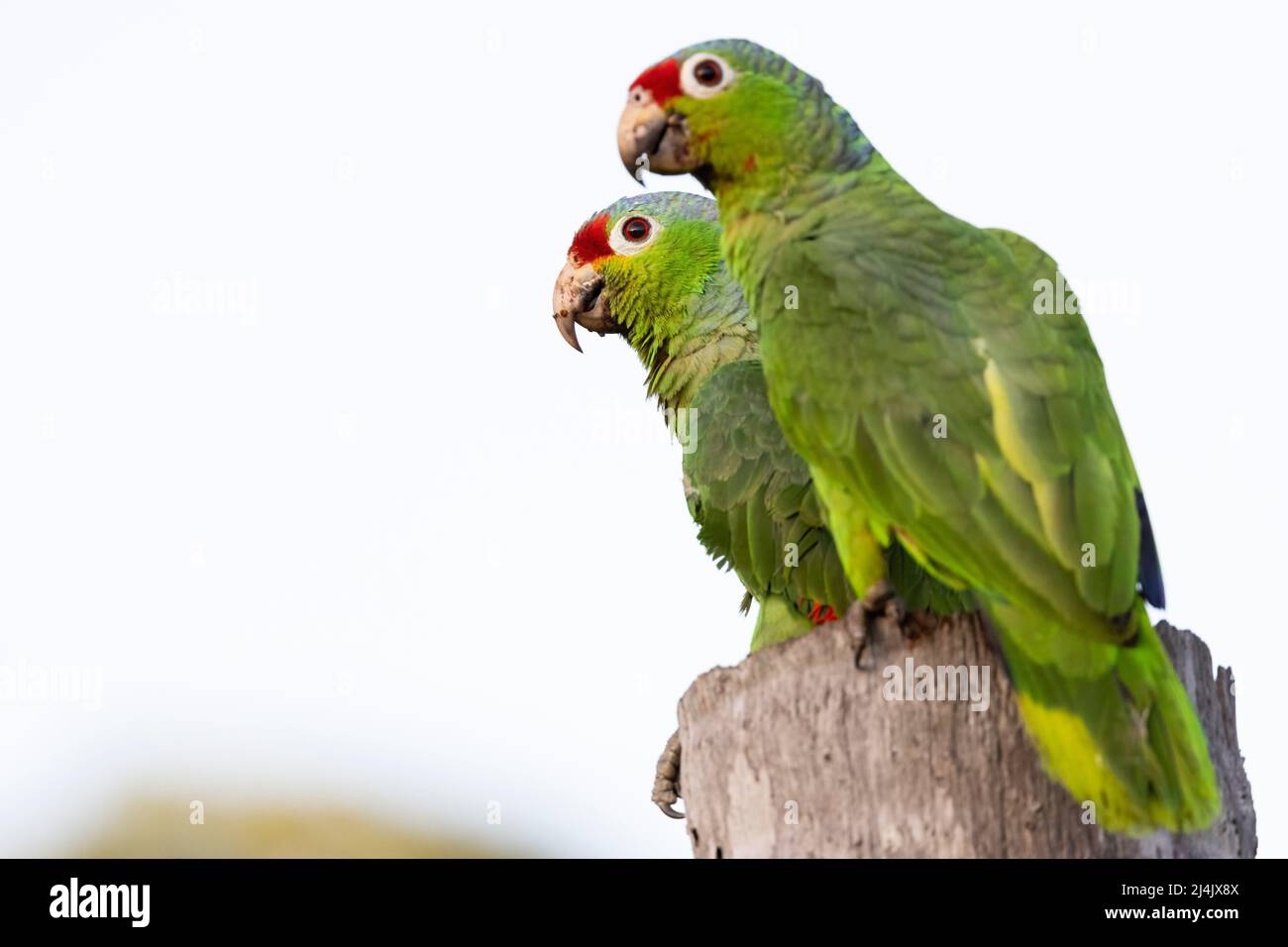 Couple de reproduction de l'amazonie rouge ou du perroquet rouge (Amazona autumnalis) - Eco-Lodge la Laguna del Lagarto, Boca Tapada, Costa Rica Banque D'Images