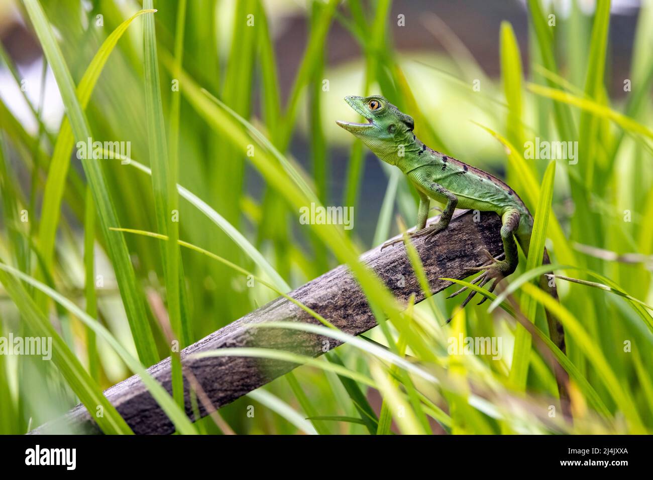 Basilisque vert juvénile ou Basilisque plumé (Basiliscus plugifrons) - Eco-Lodge la Laguna del Lagarto, Boca Tapada, Costa Rica Banque D'Images