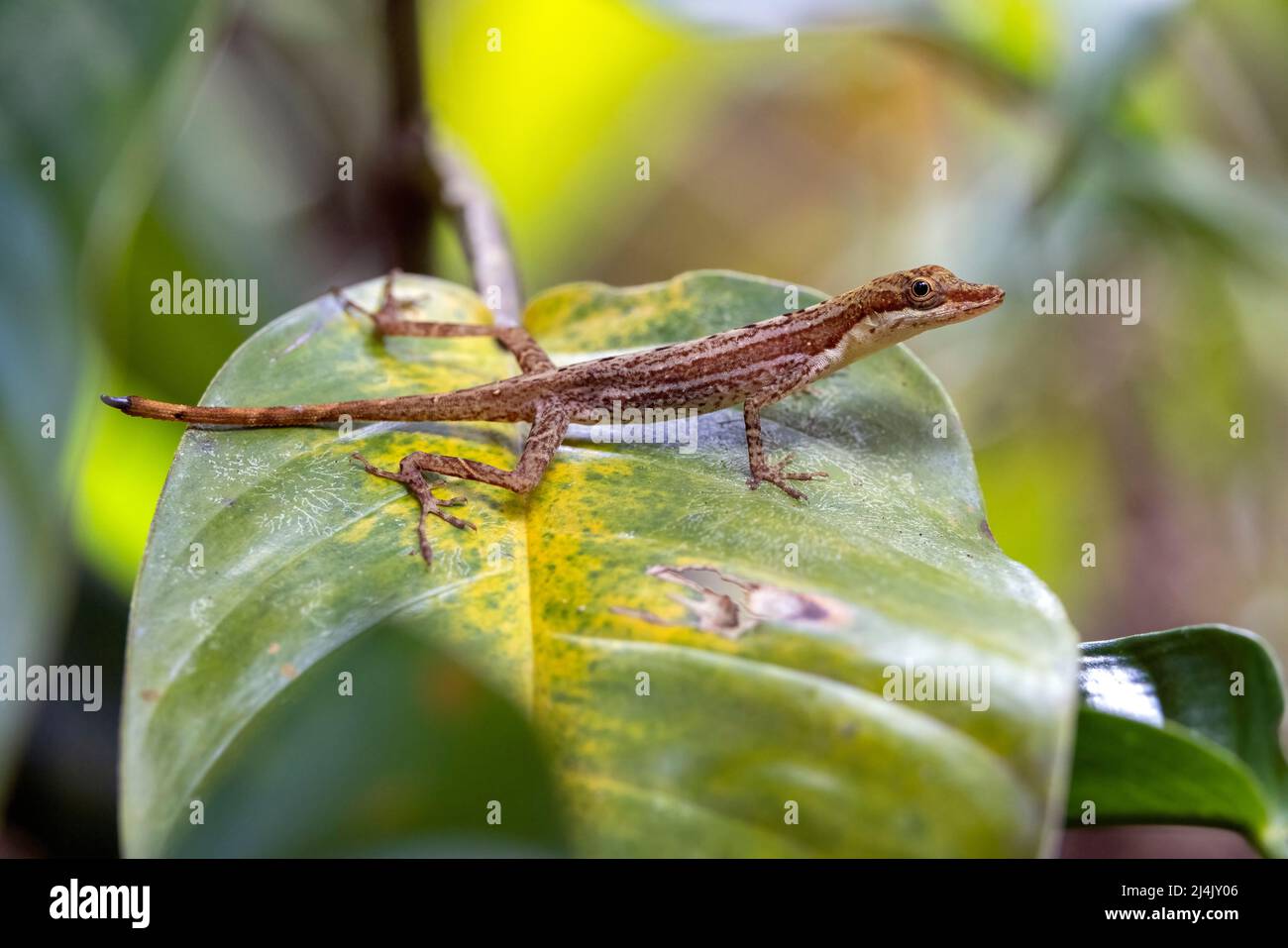 Gros plan du Slender Anole (Anolis limifrons) - Eco-Lodge la Laguna del Lagarto, Boca Tapada, Costa Rica Banque D'Images