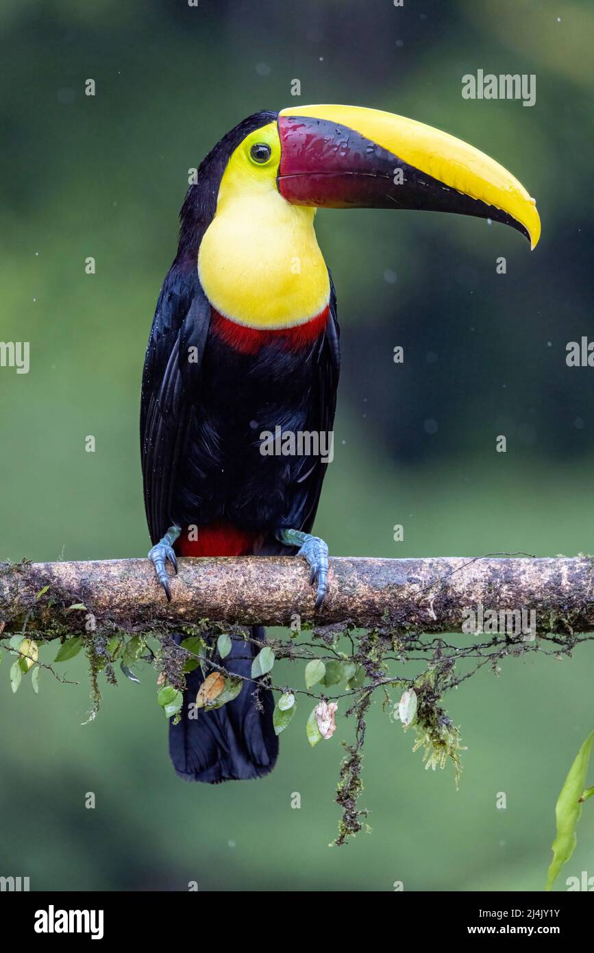 Toucan à gorge jaune (Ramphastos ambiguus) sous la pluie - la Laguna del Lagarto Eco-Lodge, Boca Tapada, Costa Rica Banque D'Images