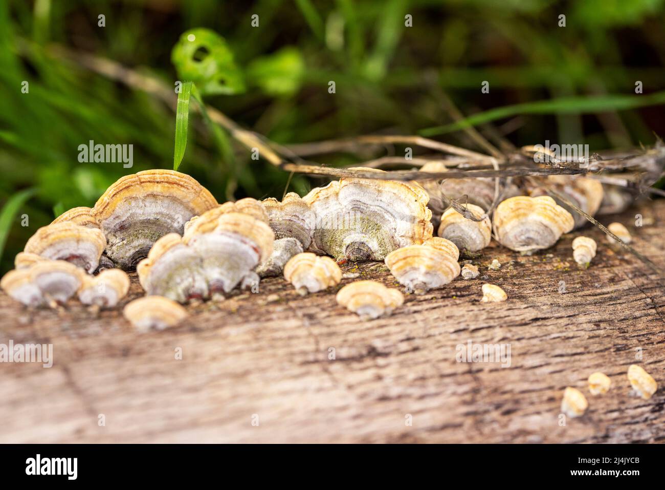 Jeunes champignons de la queue de dinde croissant en grappes sur une bûche Banque D'Images