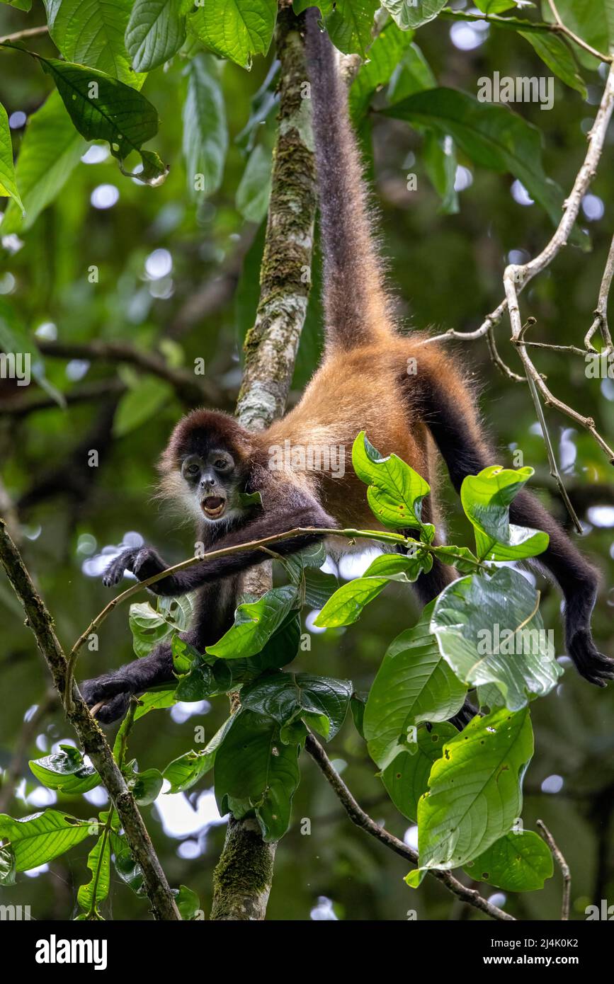 Le singe araignée de Geoffroy (Ateles geoffroyi) - Eco-Lodge de la Laguna del Lagarto, Boca Tapada, Costa Rica Banque D'Images