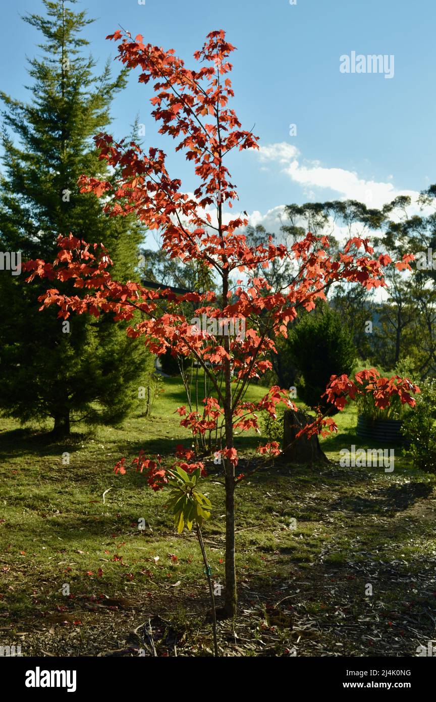 Un arbre présente une belle couleur rouge d'automne par temps ensoleillé Banque D'Images