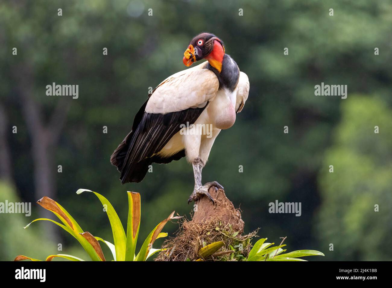 Roi vautour (Sarcoramphus papa) - Eco-Lodge la Laguna del Lagarto, Boca Tapada, Costa Rica Banque D'Images