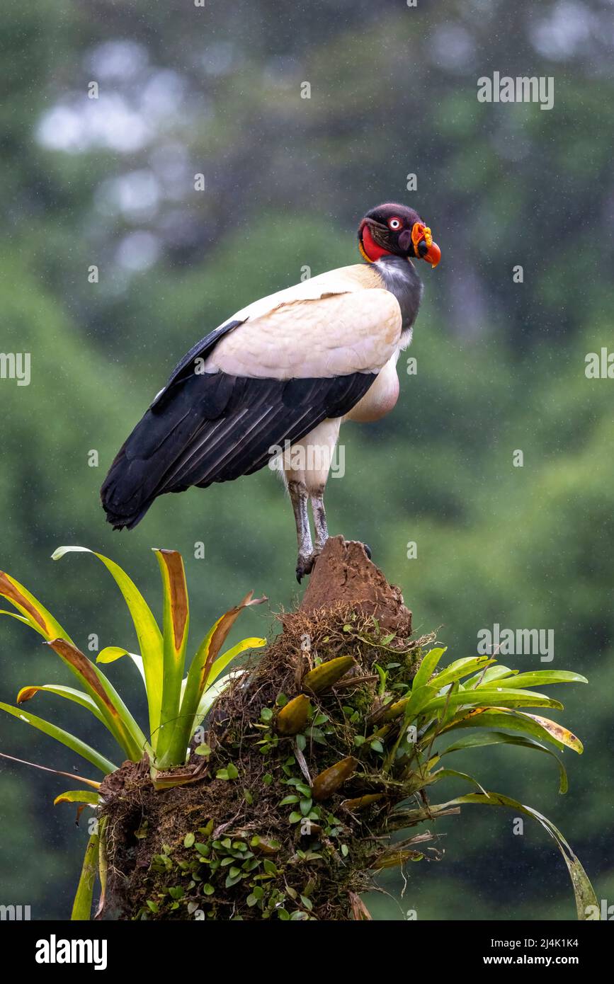 Roi vautour (Sarcoramphus papa) - Eco-Lodge la Laguna del Lagarto, Boca Tapada, Costa Rica Banque D'Images