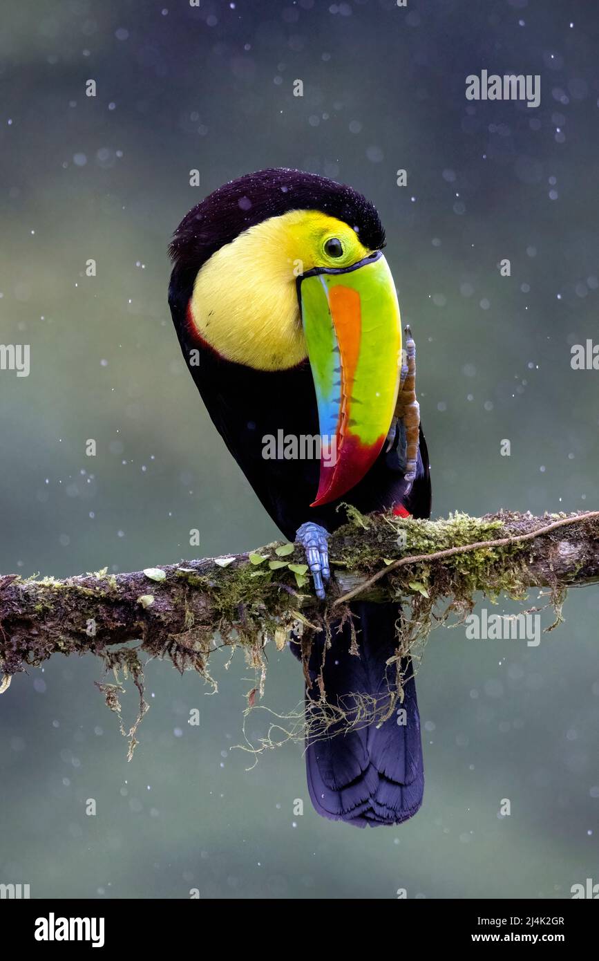 Toucan à bec de quille (Ramphastos sulfuratus) - Eco-Lodge la Laguna del Lagarto, Boca Tapada, Costa Rica Banque D'Images