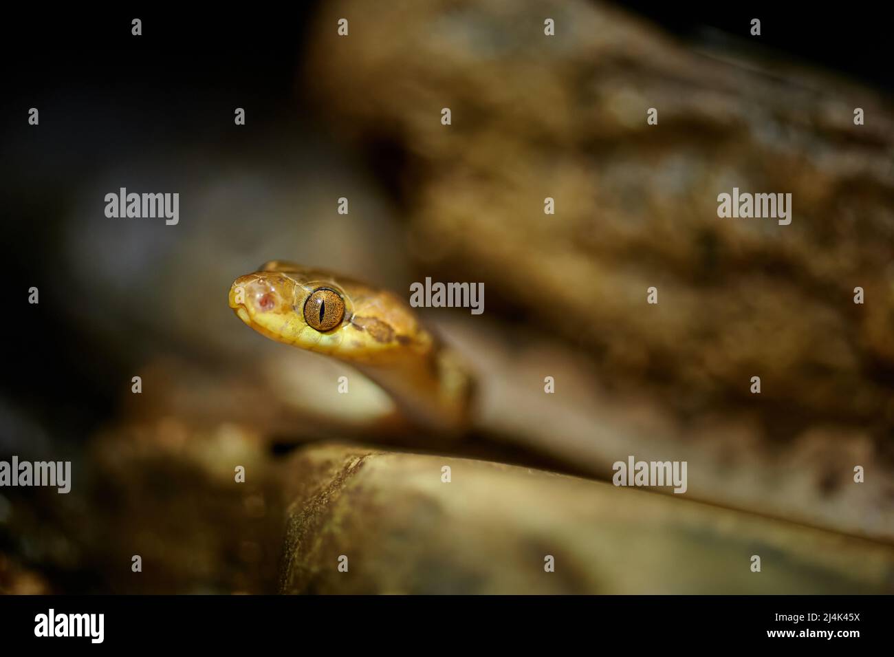 Serpent à œil de chat (Leptodeira septentrionalis), Uvita, Costa Rica, Amérique centrale Banque D'Images