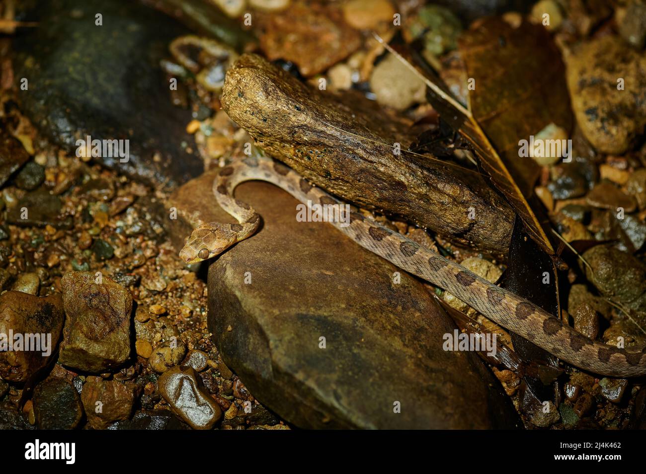 Serpent à œil de chat (Leptodeira septentrionalis), Uvita, Costa Rica, Amérique centrale Banque D'Images