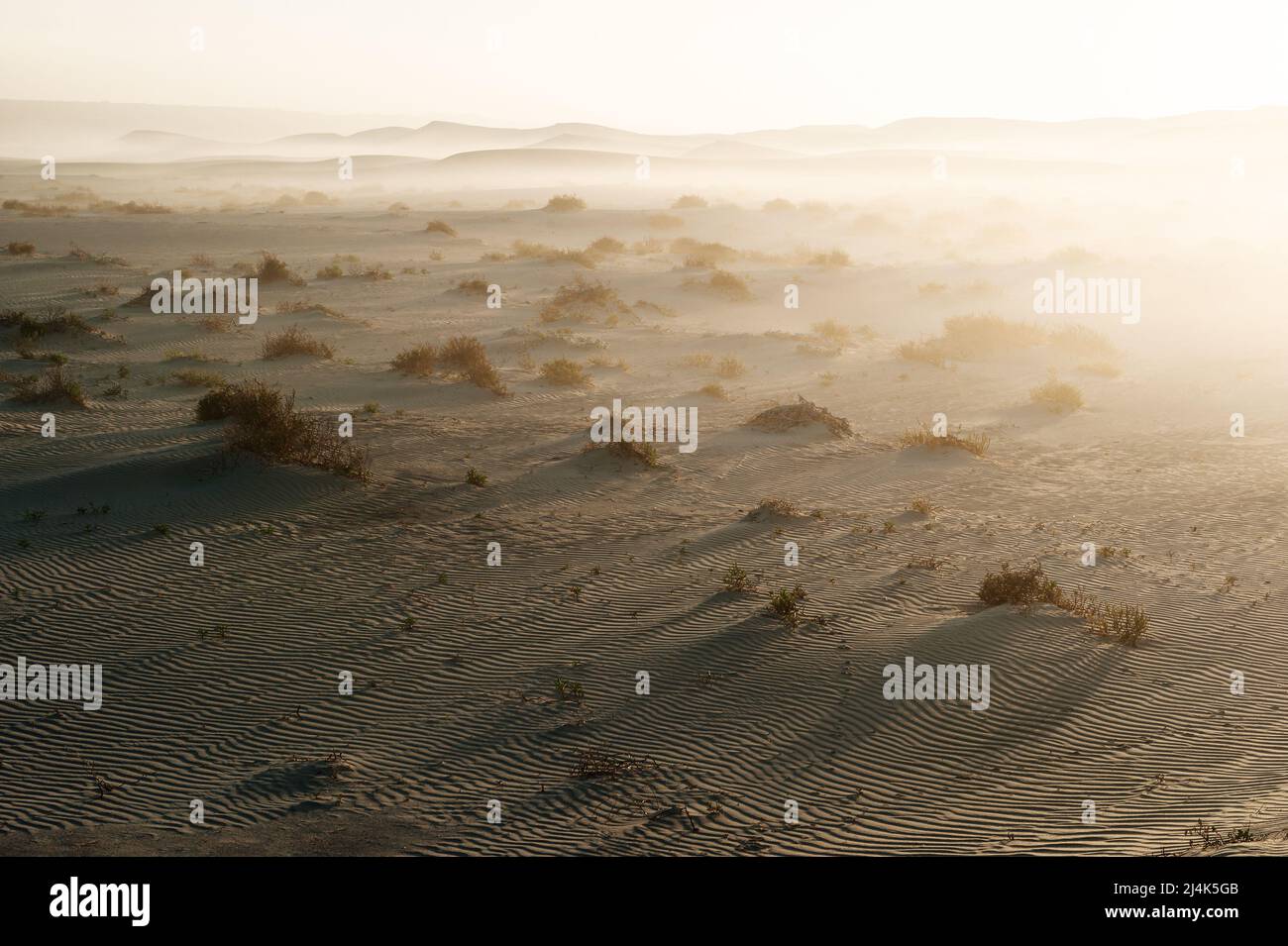 Lumière brumeuse sur les dunes de sable dans la réserve naturelle de Nuytsland. Banque D'Images