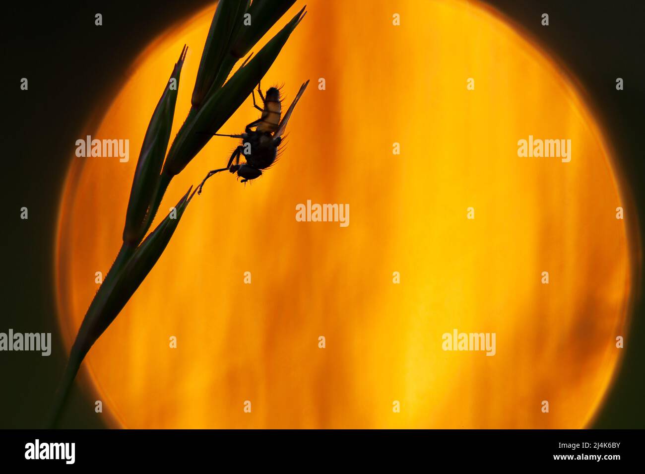 Mouche reposant sur l'inflorescence de l'herbe contre les lumières du coucher du soleil. Mise au point à la volée, faible profondeur de champ, arrière-plan bokeh. Banque D'Images
