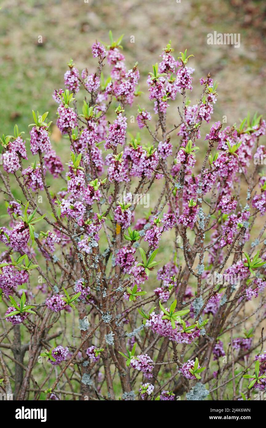 Daphne mezereum, communément connu sous le nom de mezereon, branches avec des fleurs roses sur fond flou dans le jardin du début du printemps. Banque D'Images