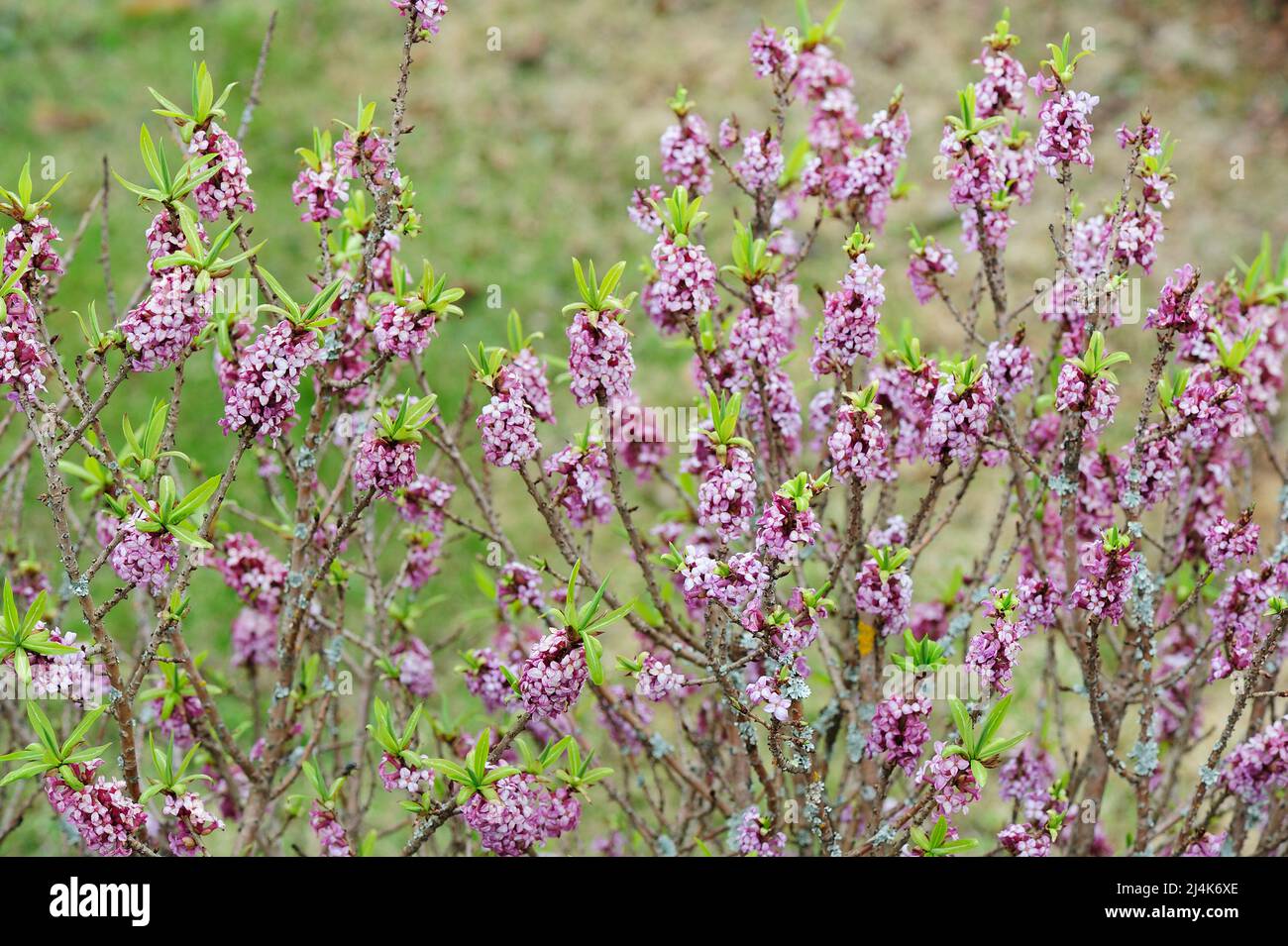 Daphne mezereum, communément connu sous le nom de mezereon, branches avec des fleurs roses sur fond flou dans le jardin du début du printemps. Banque D'Images