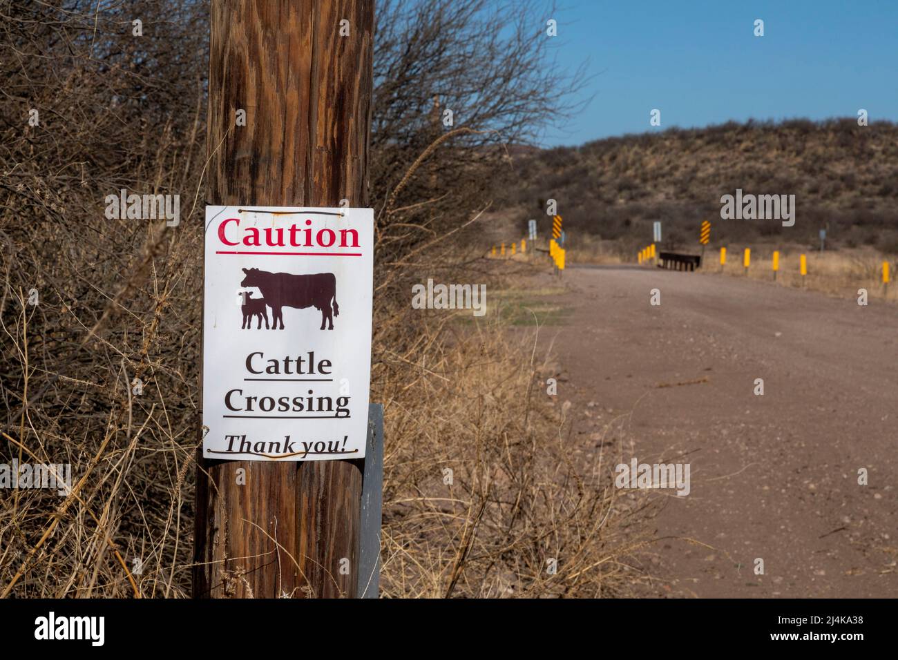 Douglas, Arizona - Un panneau avertit le bétail de traverser la route dans une partie éloignée du désert de Chihuahuan près de la frontière entre les États-Unis et le Mexique. Banque D'Images