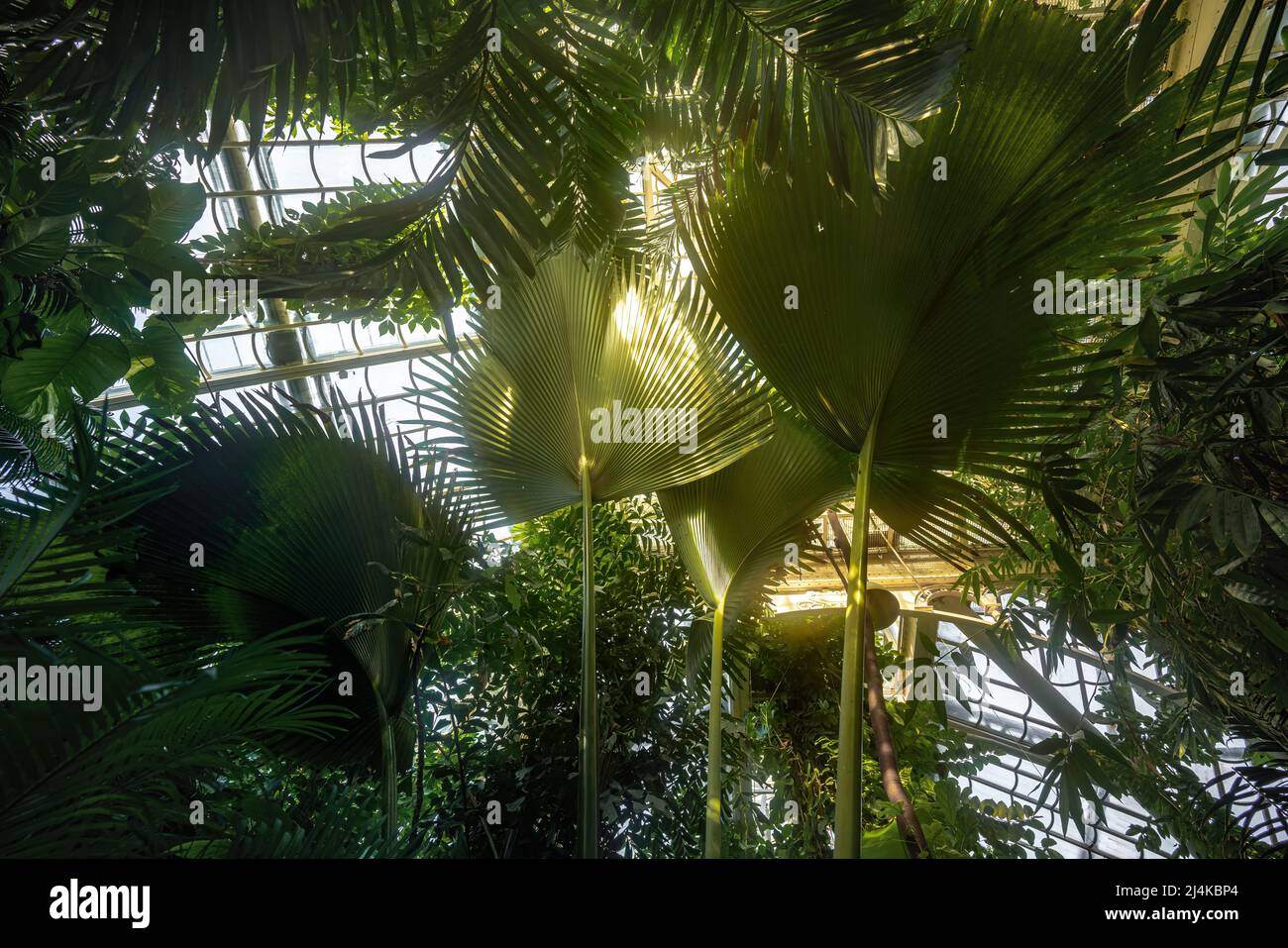 Serre de Palmenhaus au Palais de Schönbrunn - Vienne, Autriche Banque D'Images