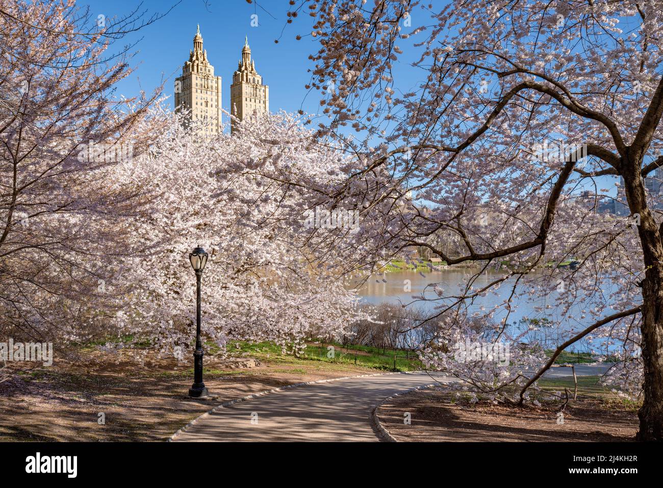 Printemps à Central Park New York. Les cerisiers Yoshino fleurissent près du lac, dans l'Upper West Side de Manhattan. ÉTATS-UNIS Banque D'Images