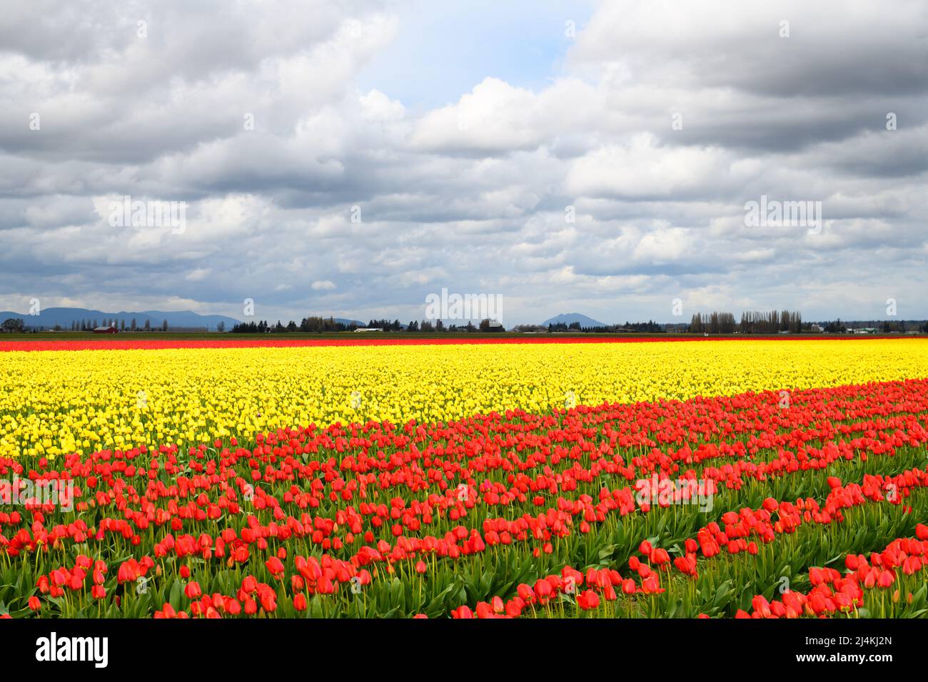 Champs de tulipes rouges et jaunes sur une ferme agricole dans la vallée de Skagit sous les nuages printaniers Banque D'Images