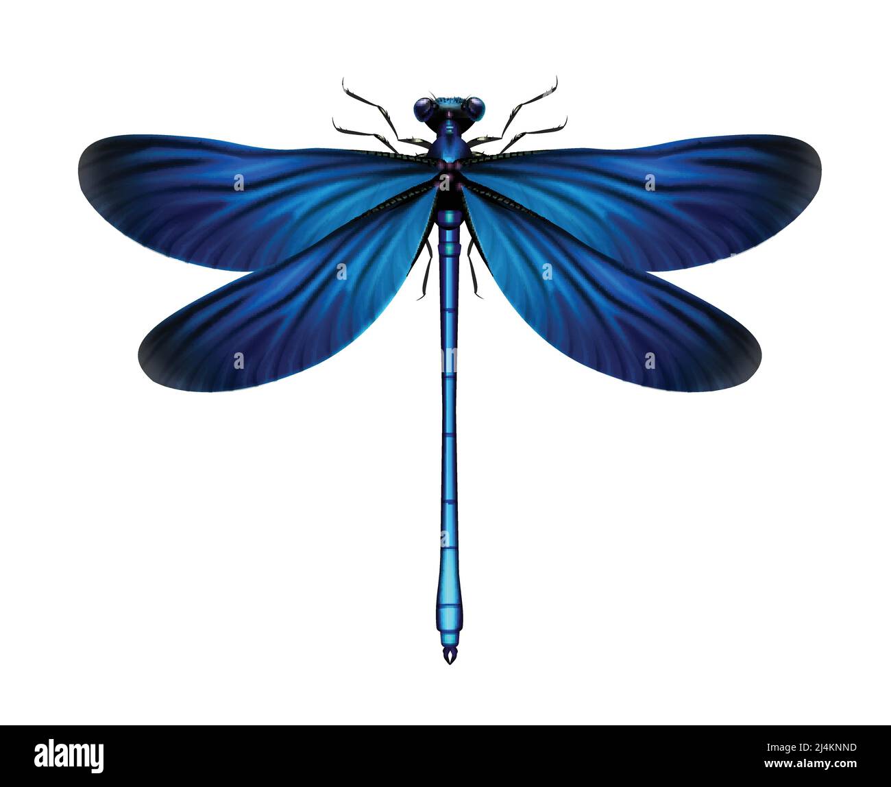 Vector Realistic Blue Calopteryx virgo libellule gros plan isolé sur fond blanc Illustration de Vecteur