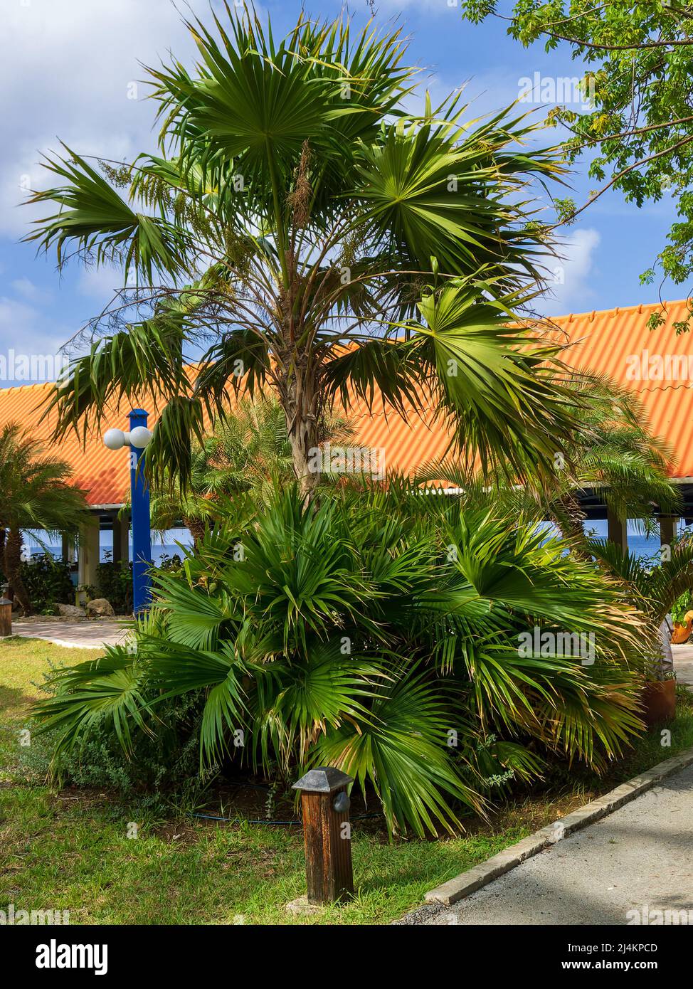 Un palmier le long d'un sentier de villégiature, devant les installations du complexe Banque D'Images