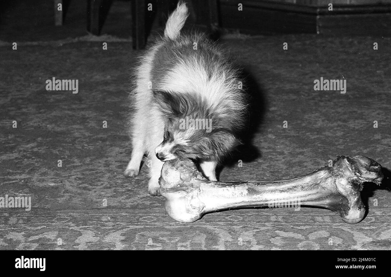 1970s, historique, à l'intérieur d'une pièce, un petit chien mâchant sur un gros os, Angleterre, Royaume-Uni. Banque D'Images