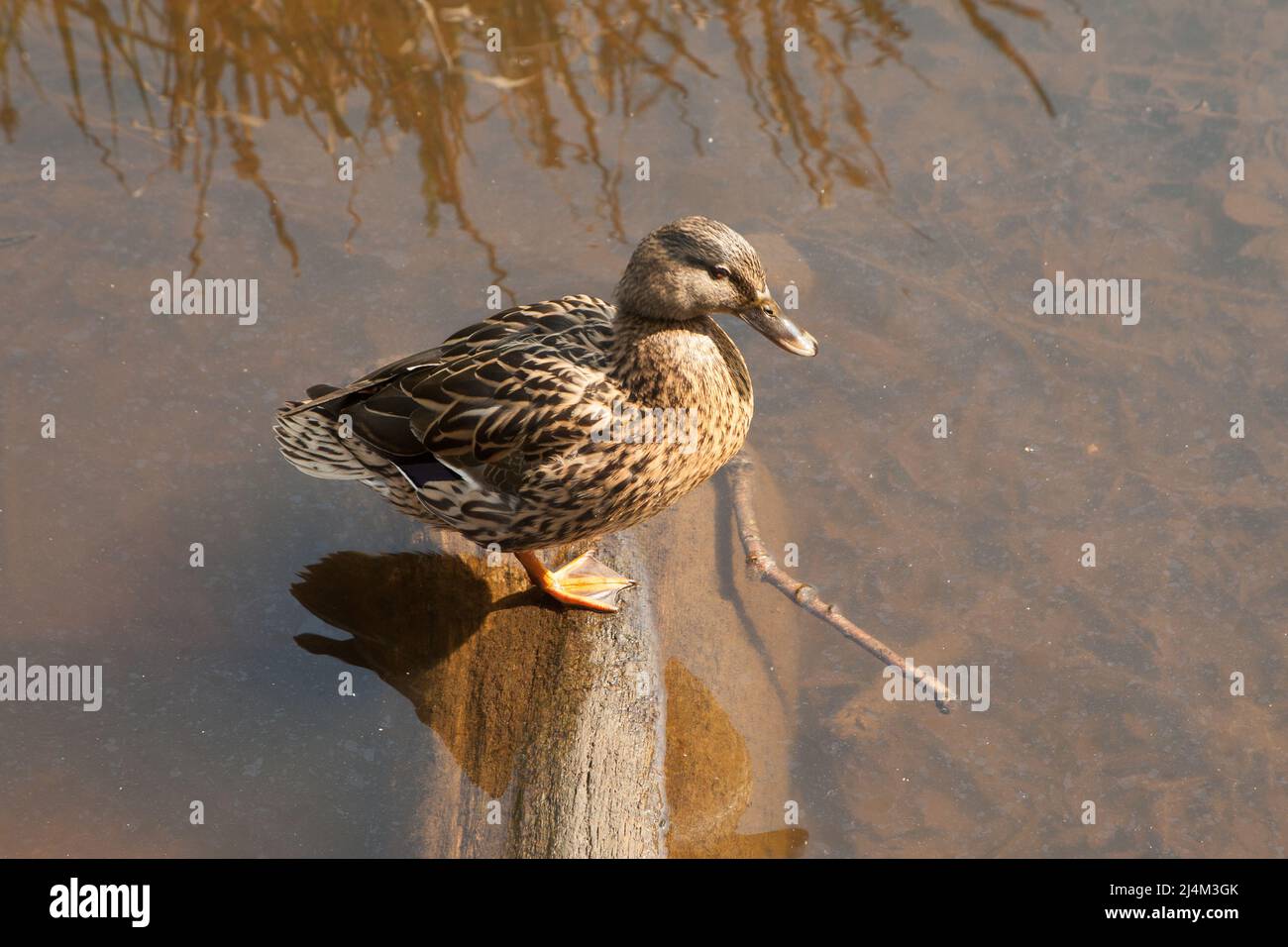 Fraise Hill Epping Forest Essex, Angleterre Royaume-Uni Europe Banque D'Images