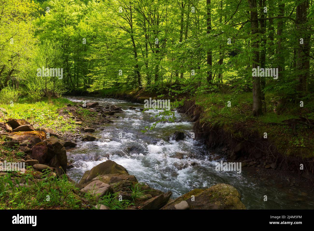 cours d'eau rapide dans la forêt de hêtres. paysage vert avec des rochers et des arbres sur la rive. arrière-plan nature calme au printemps. feuillage vif sur le son Banque D'Images