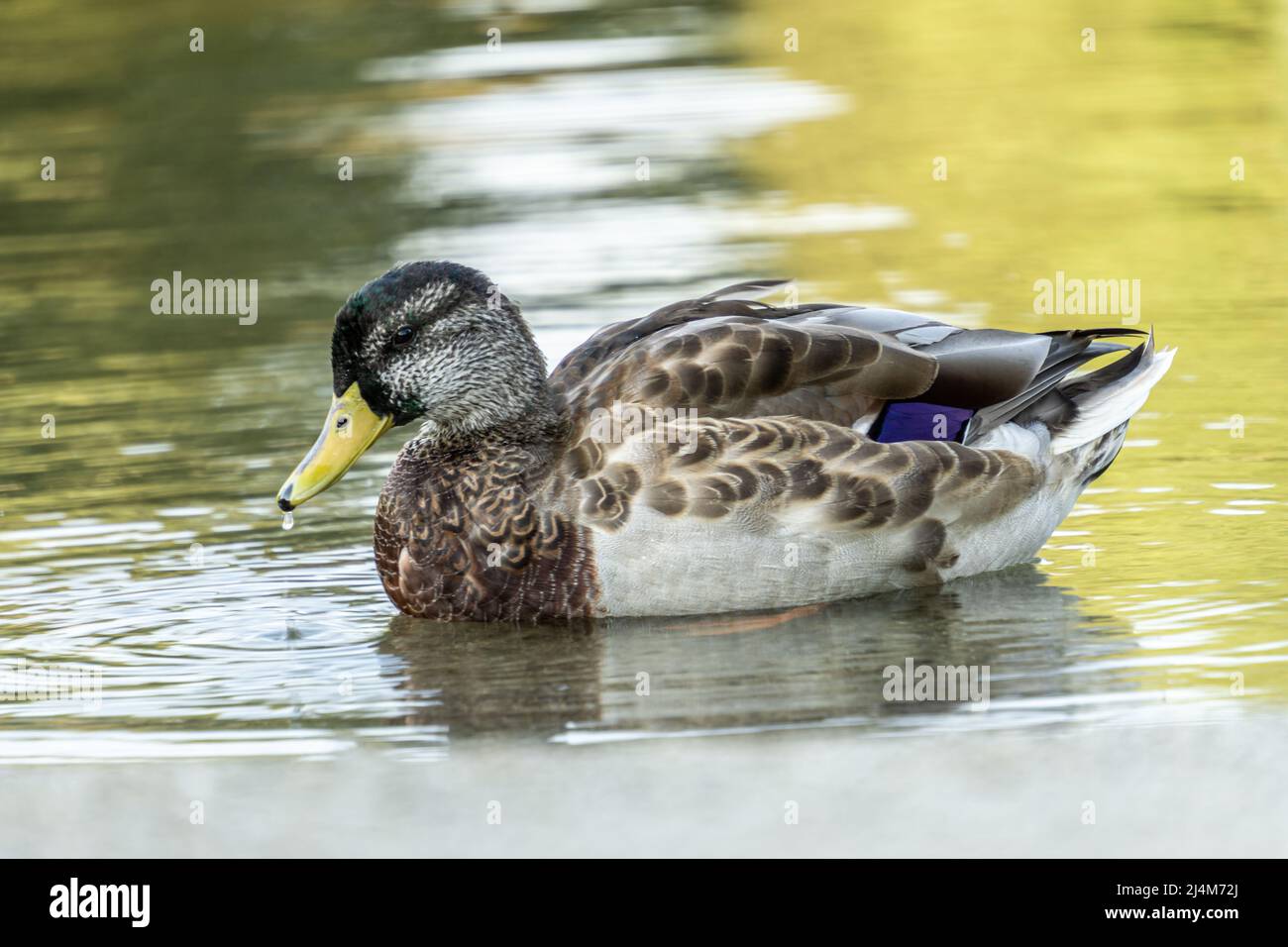 Natation dans un étang de canard Banque D'Images