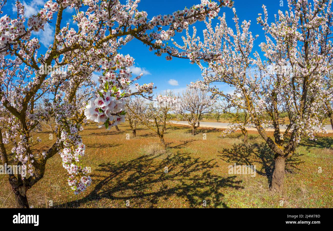 Les amandiers fleurissent au début du printemps en Andalousie, Espagne Banque D'Images