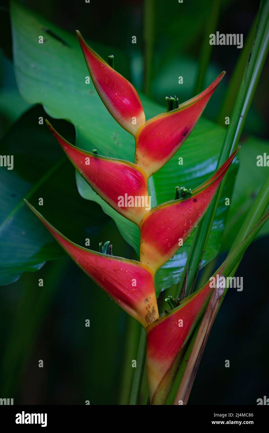 Heliconia au Costa Rica Banque D'Images