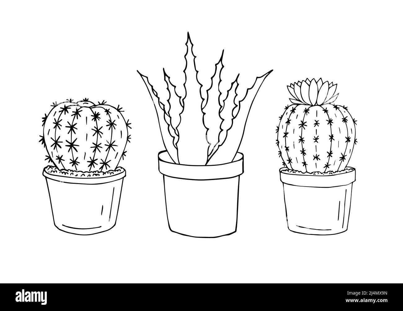 Scénario à la main Doodle dessin ensemble de trois cactus et aloès dans des pots isolés sur fond blanc Illustration de Vecteur