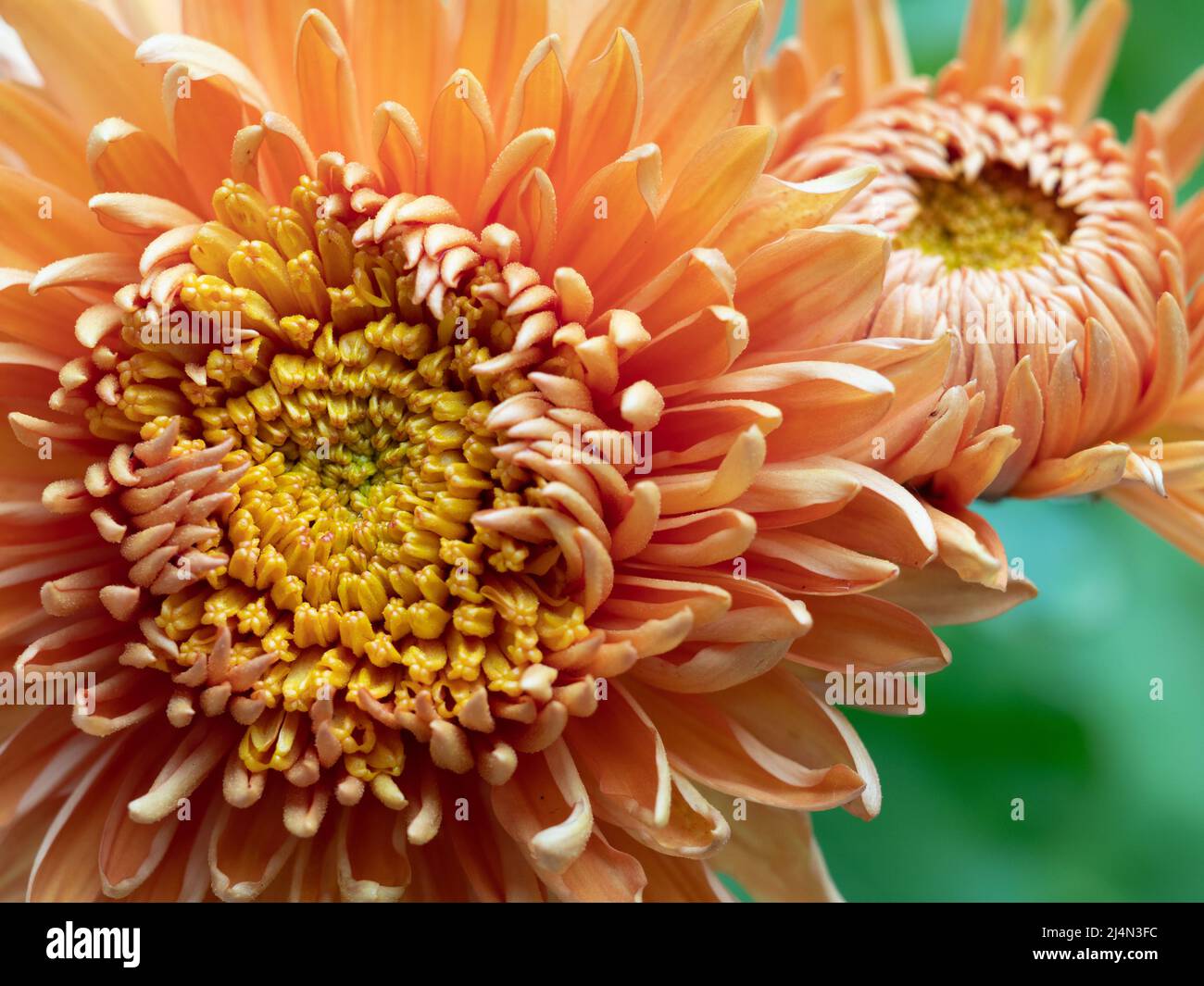 Gros plan de chrysanthèmes de couleur pêche avec des centres dorés photographiés avec une faible profondeur de champ. Banque D'Images