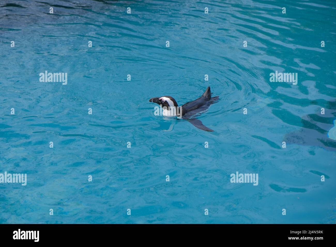 Pingouin unique, couleur noir et blanc du pingouin à l'intérieur de l'étang couleur turqoise. Banque D'Images