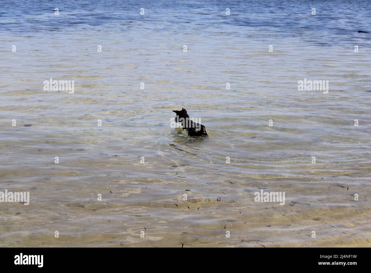 Un chien noir piquant dans la mer à l'île Peli dans la province de Manus, Papouasie-Nouvelle-Guinée (PNG) Banque D'Images