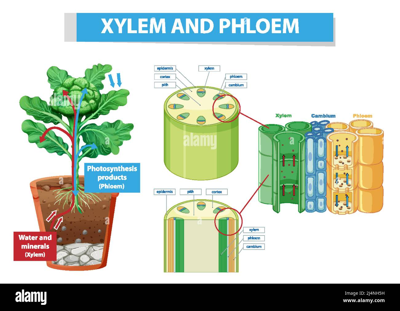 Schéma illustrant le xylème et le phloème dans l'illustration de la