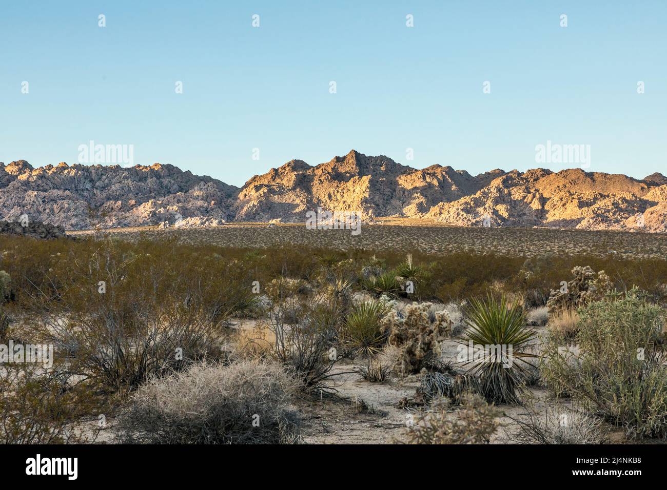 Lever du soleil sur Indian Cove, parc national de Joshua Tree, Californie, États-Unis. Banque D'Images