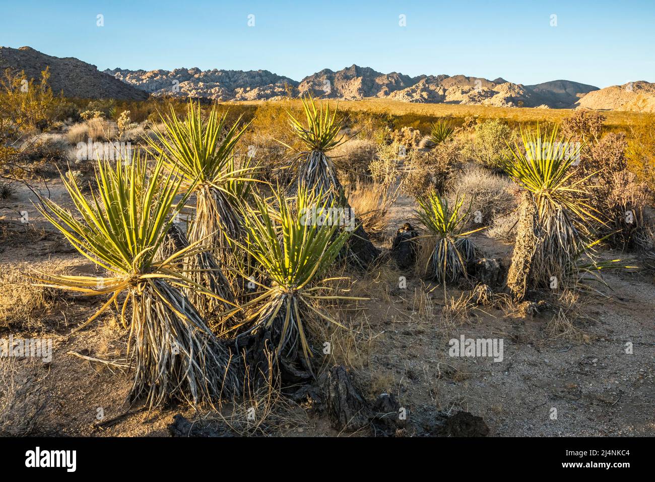 Lever du soleil sur Indian Cove, parc national de Joshua Tree, Californie, États-Unis. Banque D'Images