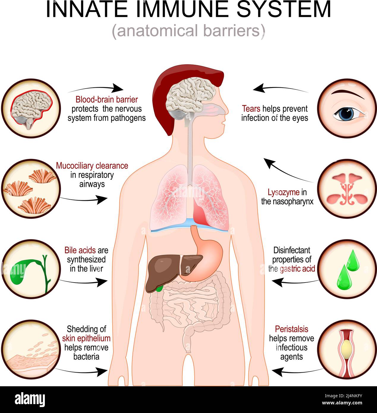 Système immunitaire inné. Barrières anatomiques. Silhouette d'homme avec organes internes. La barrière hémato-encéphalique protège le système nerveux des agents pathogènes. Illustration de Vecteur