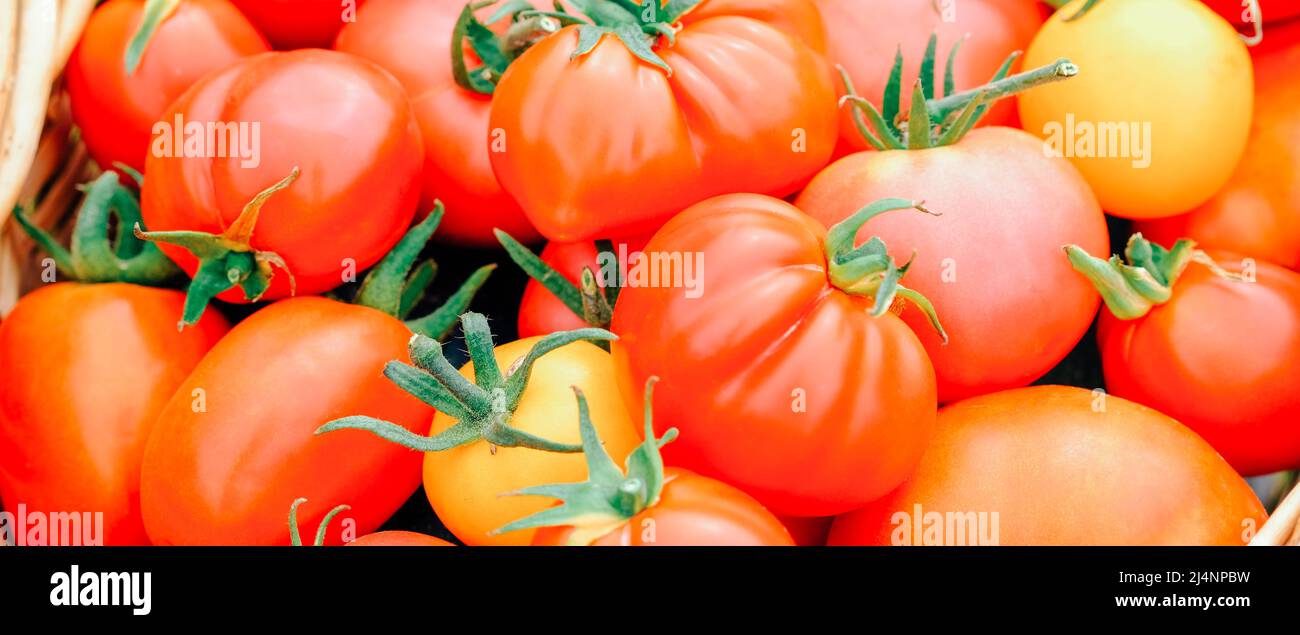 Gros plan des tomates. Fond de tomate mûre juteuse. Culture de légumes. Agriculture, jardinage concept. Banque D'Images