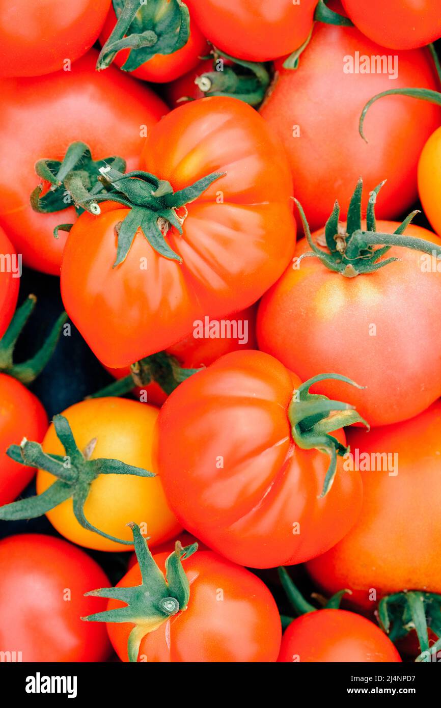 Gros plan des tomates. Fond de tomate mûre juteuse. Culture de légumes. Agriculture, jardinage concept. Banque D'Images