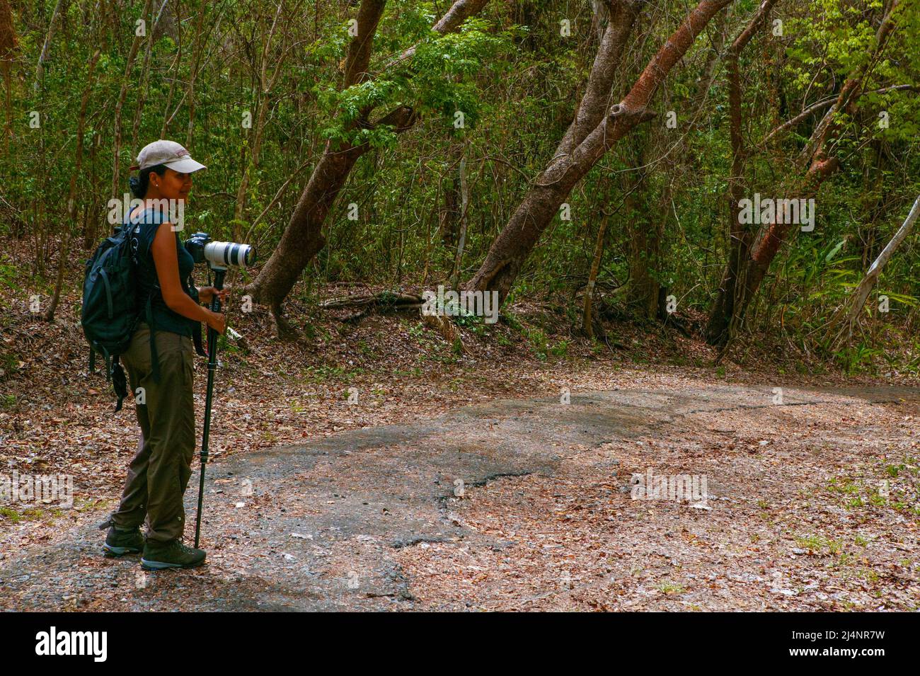 Une touriste de nature féminine marche sur un sentier dans la forêt tropicale du parc métropolitain, Panama City, République de Panama, Amérique centrale. Banque D'Images