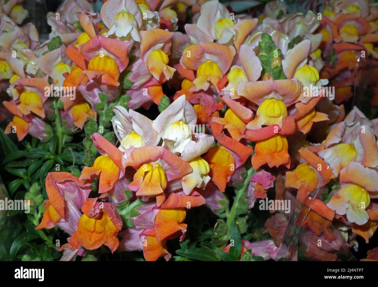 Snapdragon (antirrhinum majus) dans le bureau du fleuriste Banque D'Images