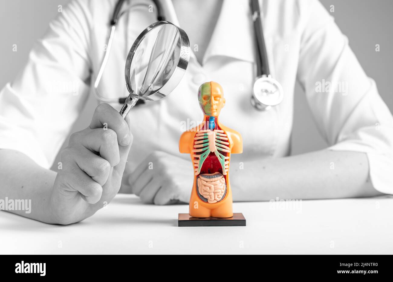 Médecin tenant une loupe plus de 3D modèle humain avec des organes internes. Concept de contrôle médical. Femme en blouse de laboratoire assise à la table avec une loupe. Photo de haute qualité Banque D'Images