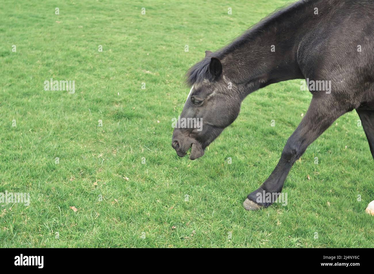 Pâturage des chevaux à la ferme et mâcher de l'herbe verte copier l'espace Banque D'Images