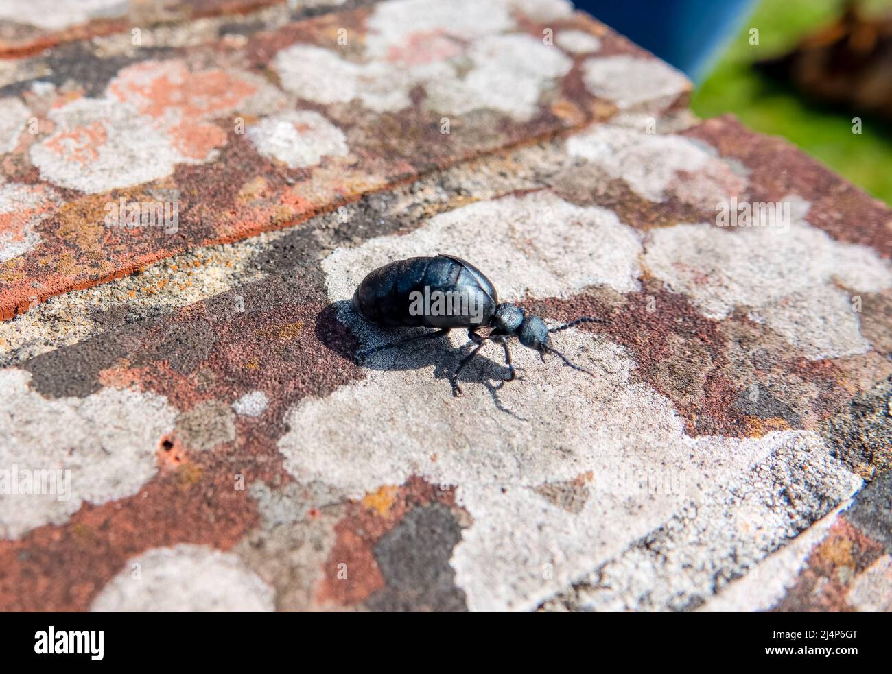Gros plan de la très rare huile européenne Beetle (Meloe proscarabaeus) également connu sous le nom de coléoptère de cloque Banque D'Images