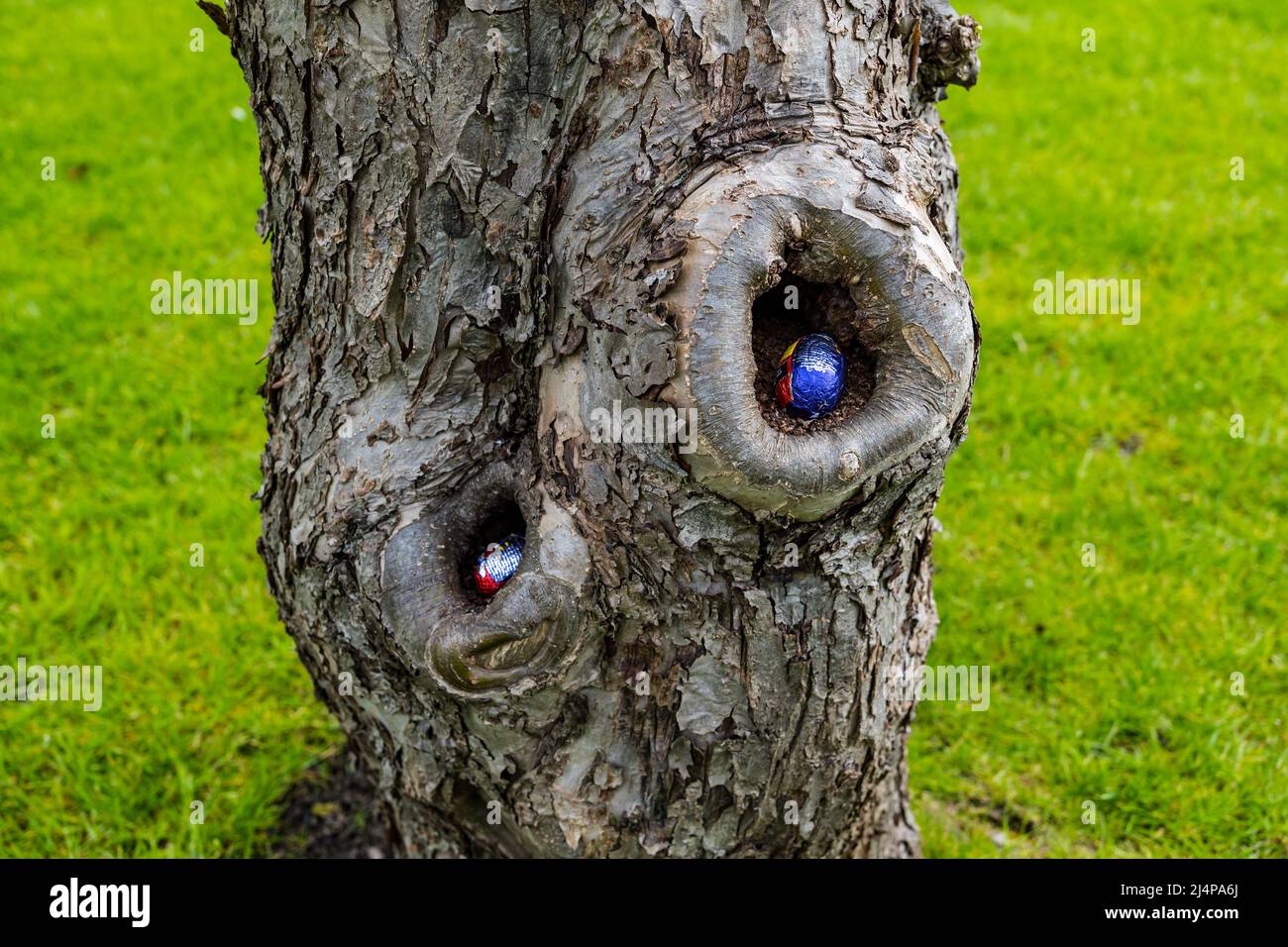 Chocolat oeufs de Pâques cachés dans les creux ou trous d'un tronc d'arbre dans un jardin pour la chasse aux oeufs de Pâques, heure de Pâques, Royaume-Uni Banque D'Images