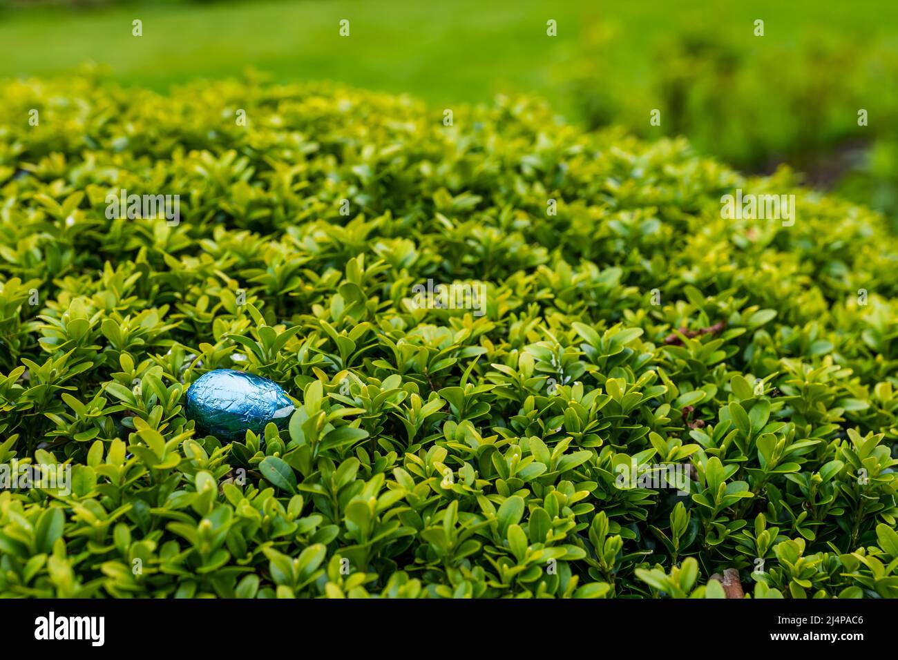 Chocolat oeuf de Pâques dans l'arbuste de jardin pour la chasse aux oeufs de Pâques, heure de Pâques, Royaume-Uni Banque D'Images