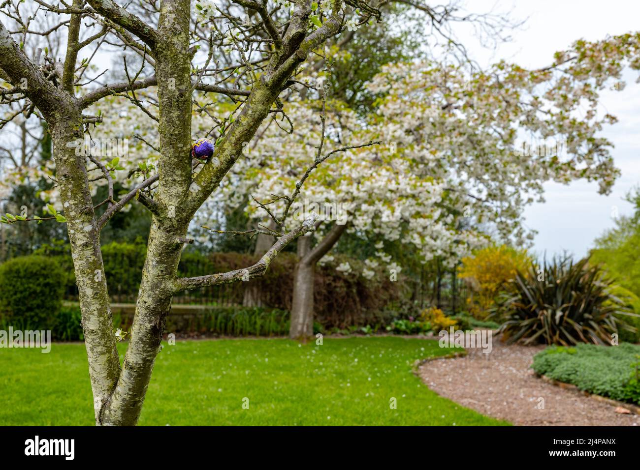 Chocolat oeuf de Pâques caché dans un cerisier dans un jardin pour la chasse aux oeufs de Pâques, heure de Pâques, Royaume-Uni Banque D'Images